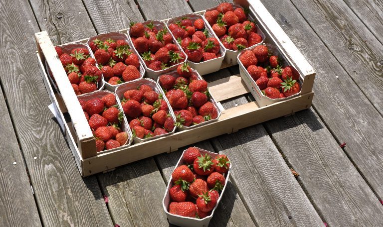 Wir verlosen 3x Steige mit 5kg Erdbeeren (10x500g)